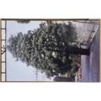 木のなかに森がみえる 立花文穂 / L'arbre qui cachait une Incroyable Forêt Fumio Tachibana