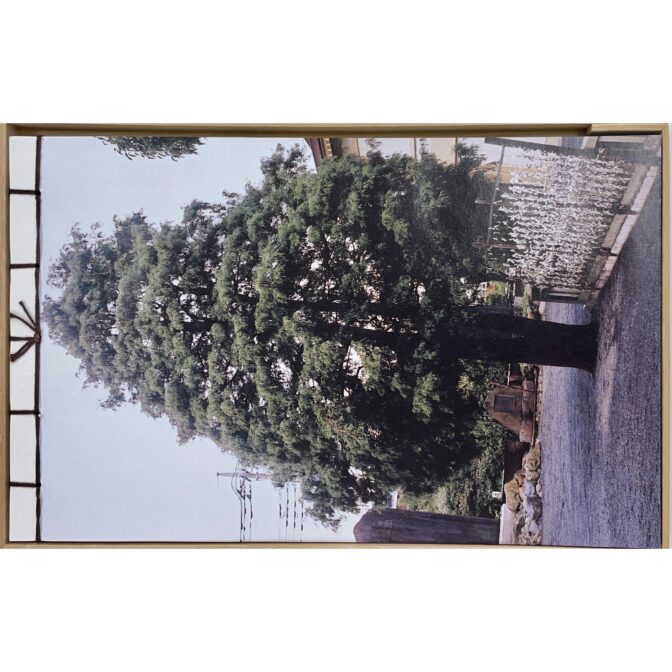 木のなかに森がみえる 立花文穂 / L'arbre qui cachait une Incroyable Forêt Fumio Tachibana