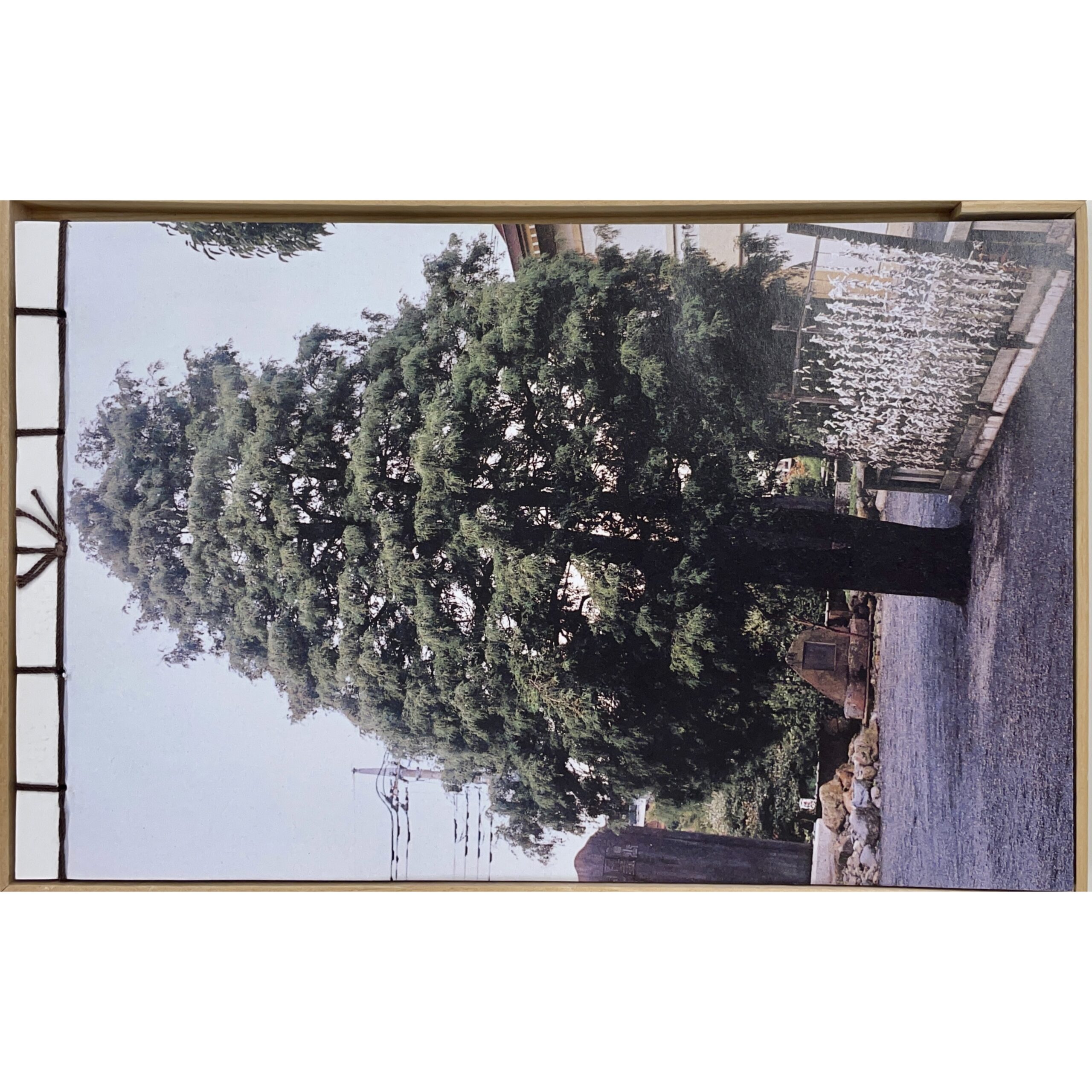 木のなかに森がみえる 立花文穂 / L'arbre qui cachait une Incroyable Forêt Fumio Tachibana