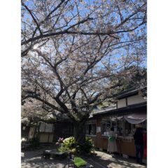 2026年4月 南房総 真野寺「甘茶夜市」、代官山 蔦屋書店「サブカル市」に参加いたしました。